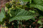 Fringed black bindweed